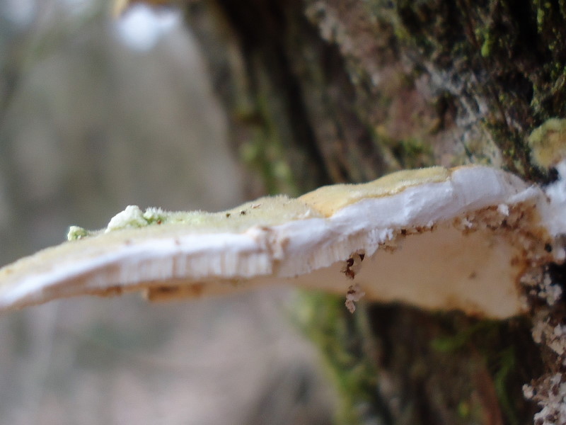 Trametes hirsuta (Trametes versicolor)